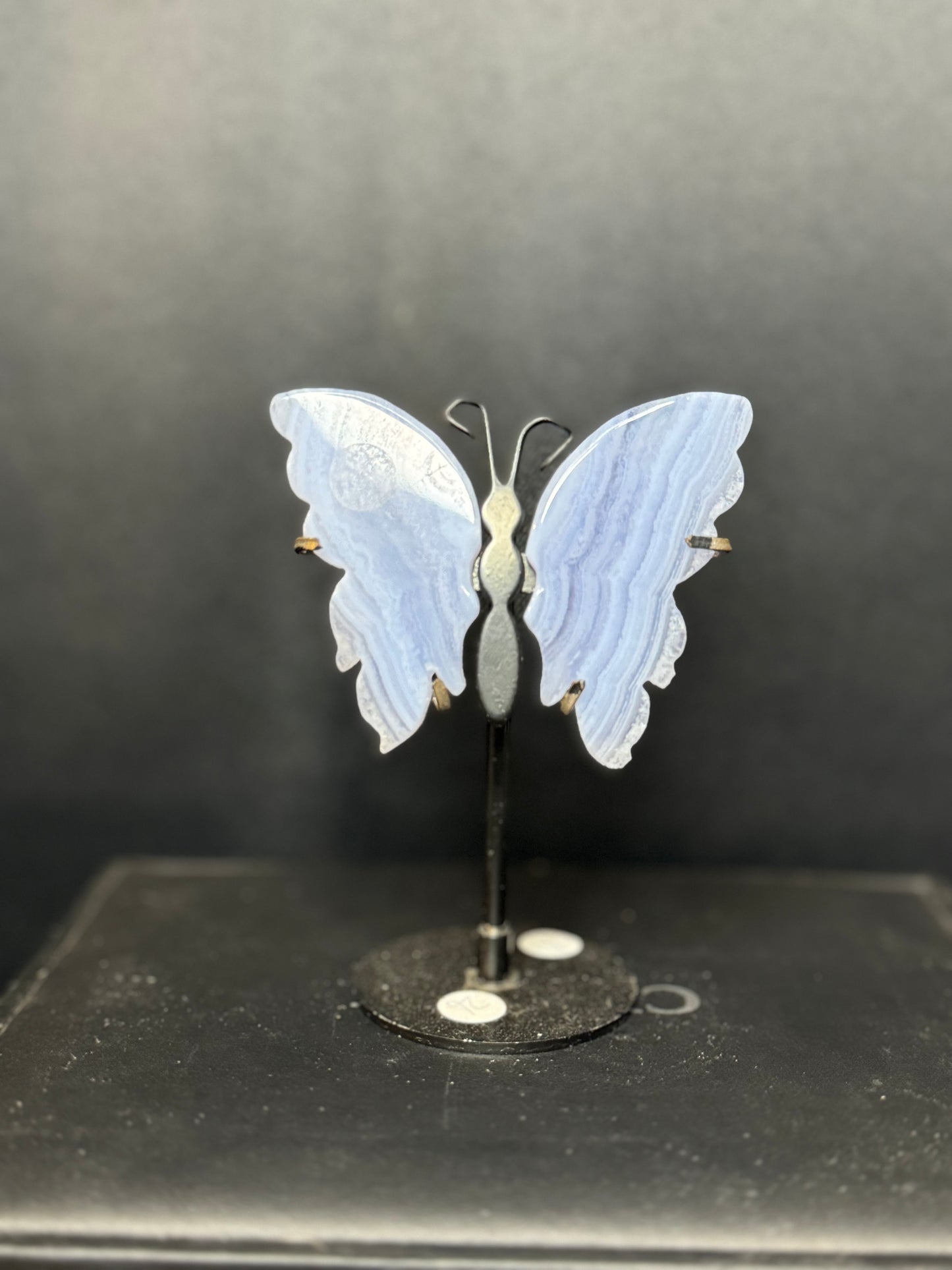 Bluelace Butterfly